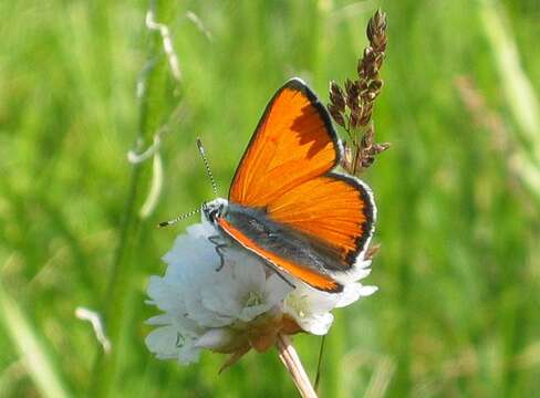 Image of Lycaena