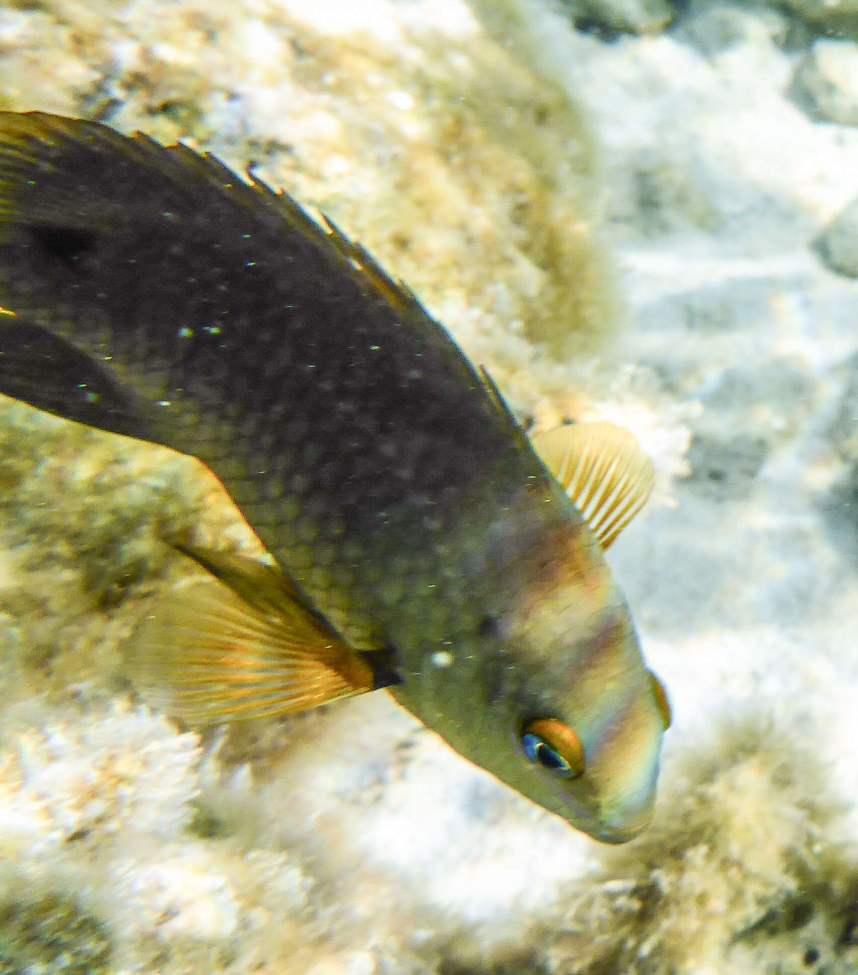 Image of Chromis agilis Smith 1960