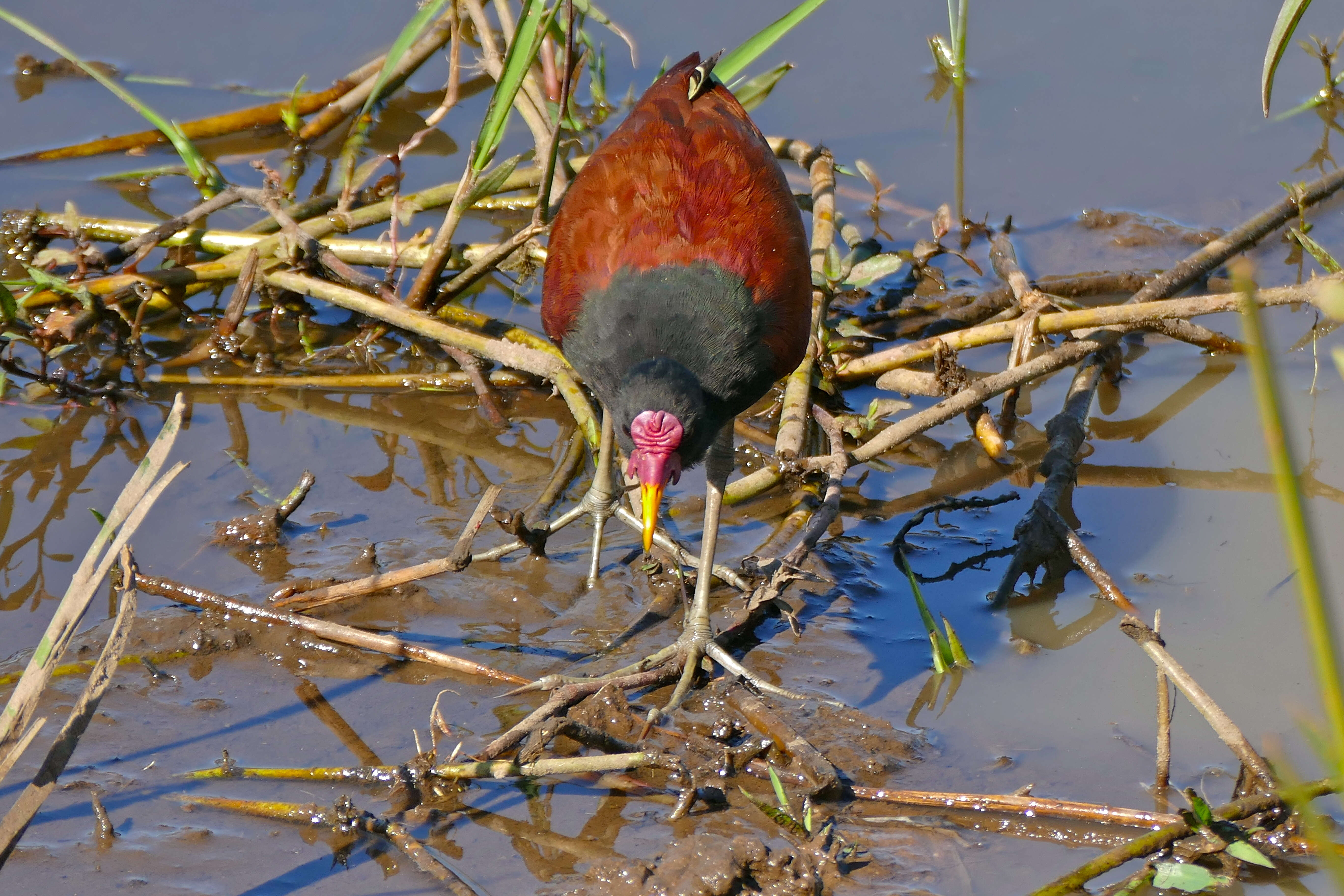 Imagem de Jacana jacana (Linnaeus 1766)