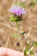 Image of coyote mint