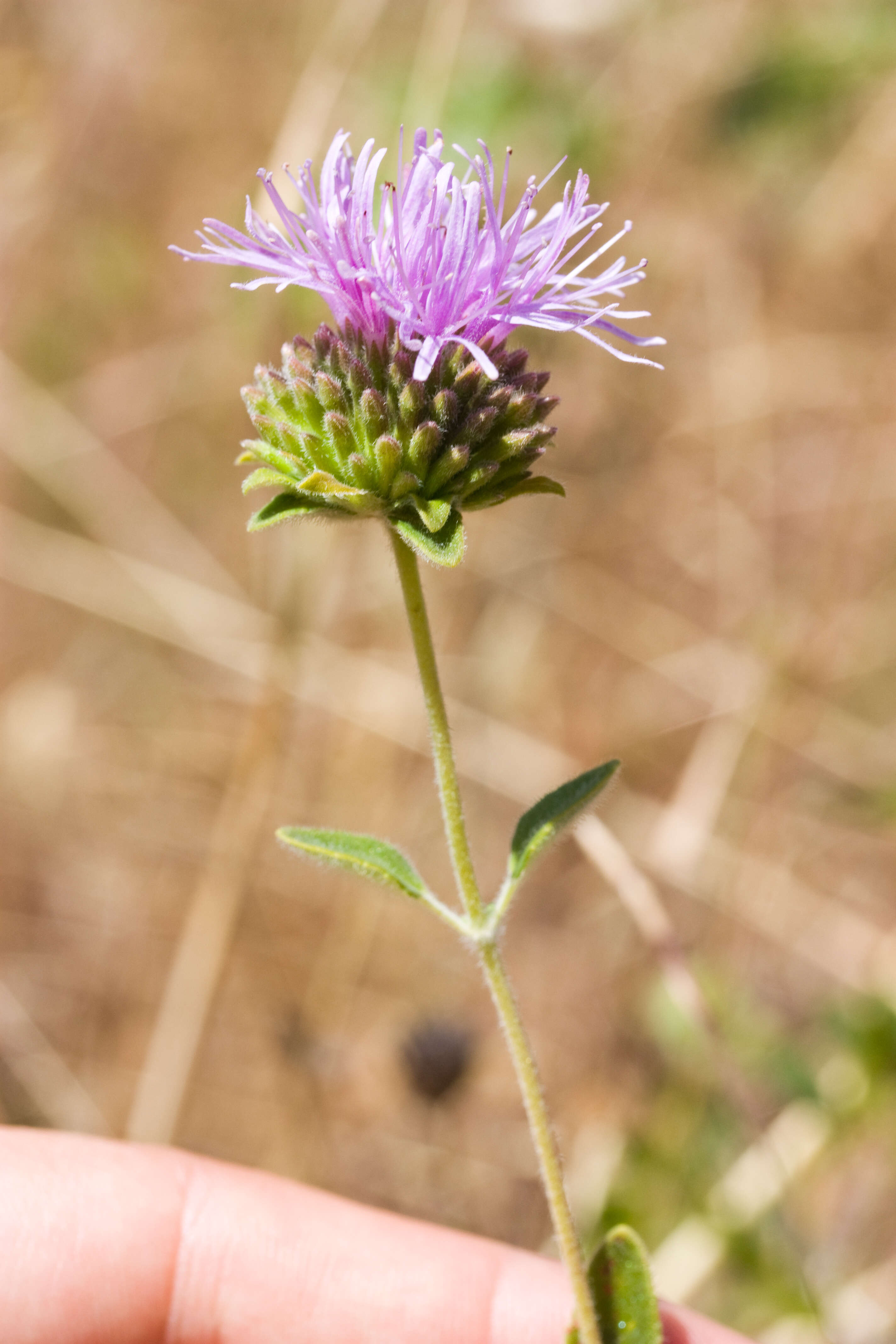 Image of coyote mint