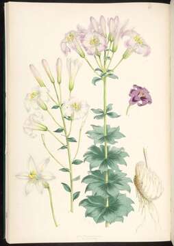 Image de Lilium washingtonianum subsp. purpurascens (Stearn) M. W. Skinner