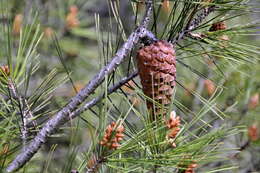 Image of Pine