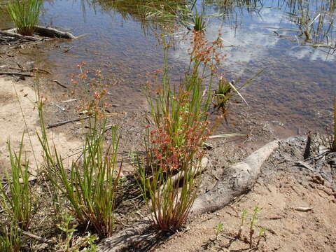 Juncus prismatocarpus R. Br. resmi