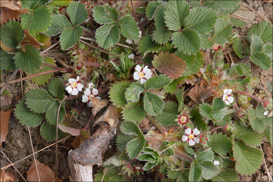 Image of pink barren strawberry