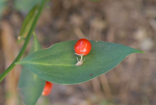 Image of butcher's broom