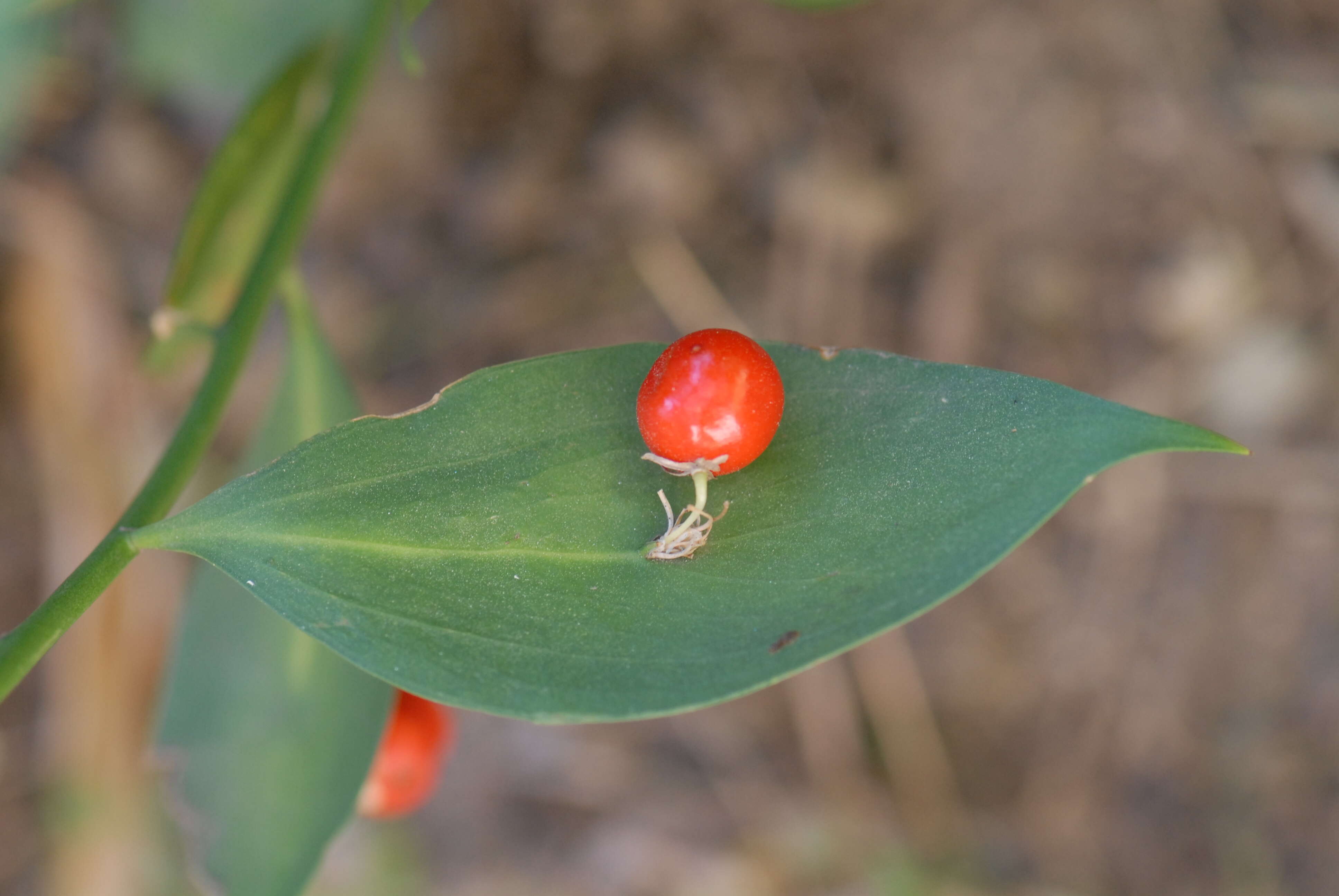 Ruscus plant deals