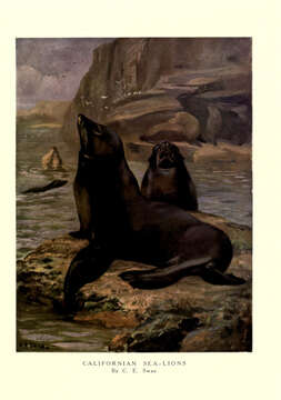 Image of Sea Lion