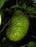 Image of soursop