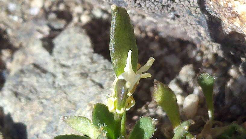 Image of Weber's draba