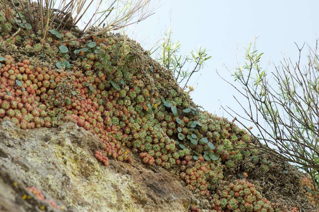 Imagem de Sedum perezdelarosae Jimeno-Sevilla