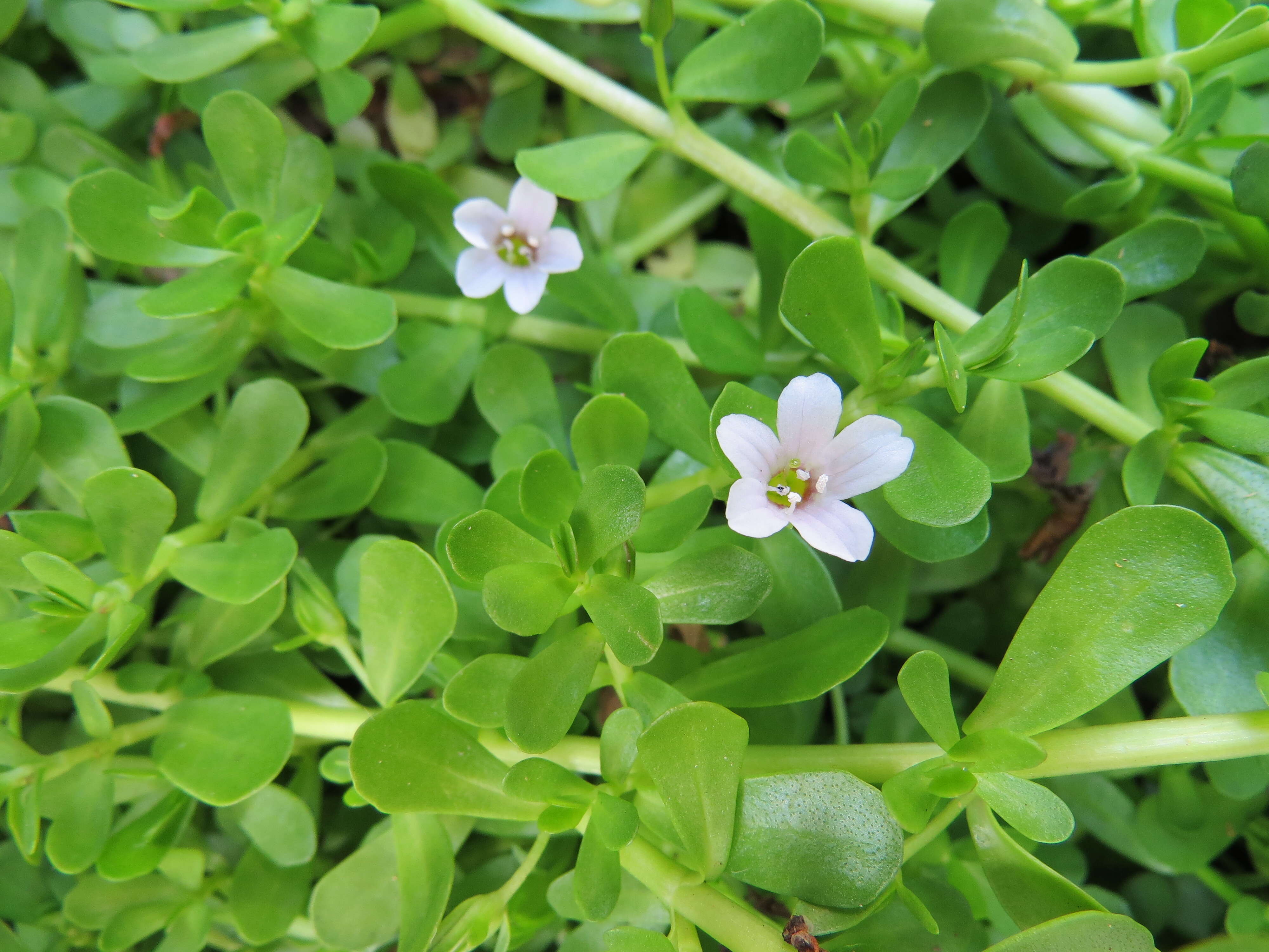 Image of Water Hyssop