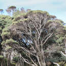 Image of Leptospermum lanigerum (Ait.) Sm.