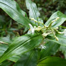 Image of Pollia crispata (R. Br.) Benth.