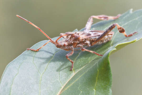 Image of Leptoglossus