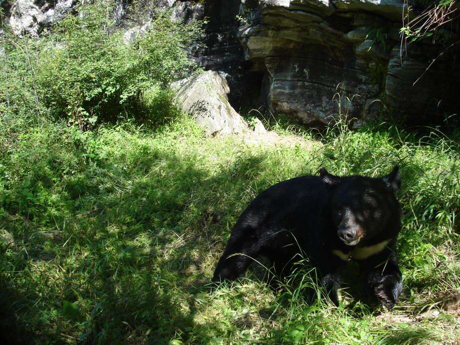 Image of Asiatic black bear