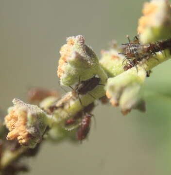 Image of Tucson bur ragweed