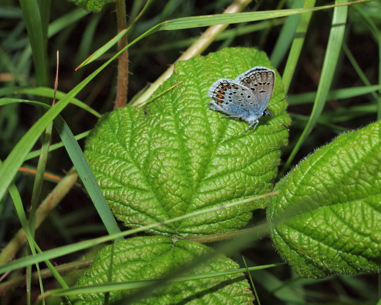 Image of Plebejus