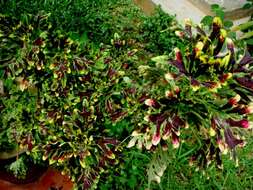 Image of coleus