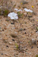 Image of linanthus