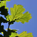 Image of Quercus robur subsp. robur