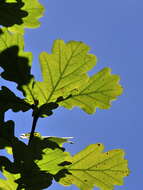 Image de Quercus robur subsp. robur