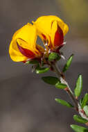 Image of Pultenaea stricta Sims