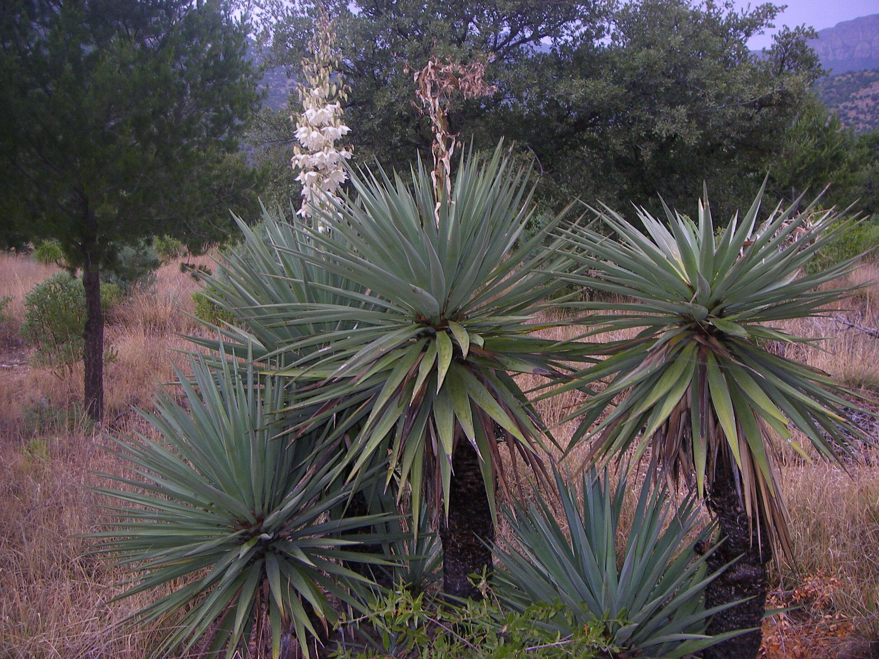 Image of yucca