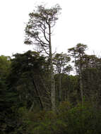 Image of Cypress