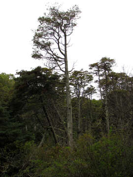 Image of Atlantic White Cedar