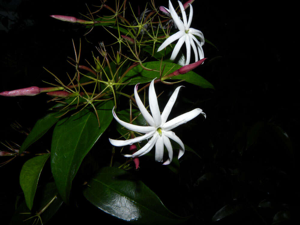 Plancia ëd Jasminum