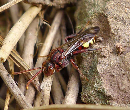 Sivun punikkikiertomehiläinen kuva