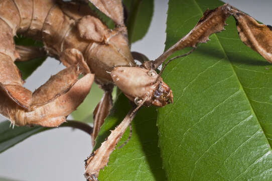 Image of Extatosoma tiaratum (Macleay & W. S. 1826)