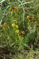 Inula multicaulis Fisch. & C. A. Mey. resmi