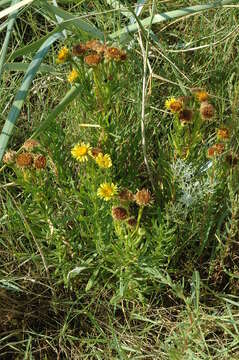 Image of Inula multicaulis Fisch. & C. A. Mey.