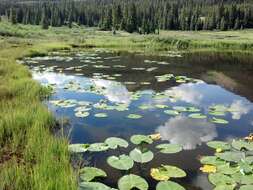 Image of pond-lily