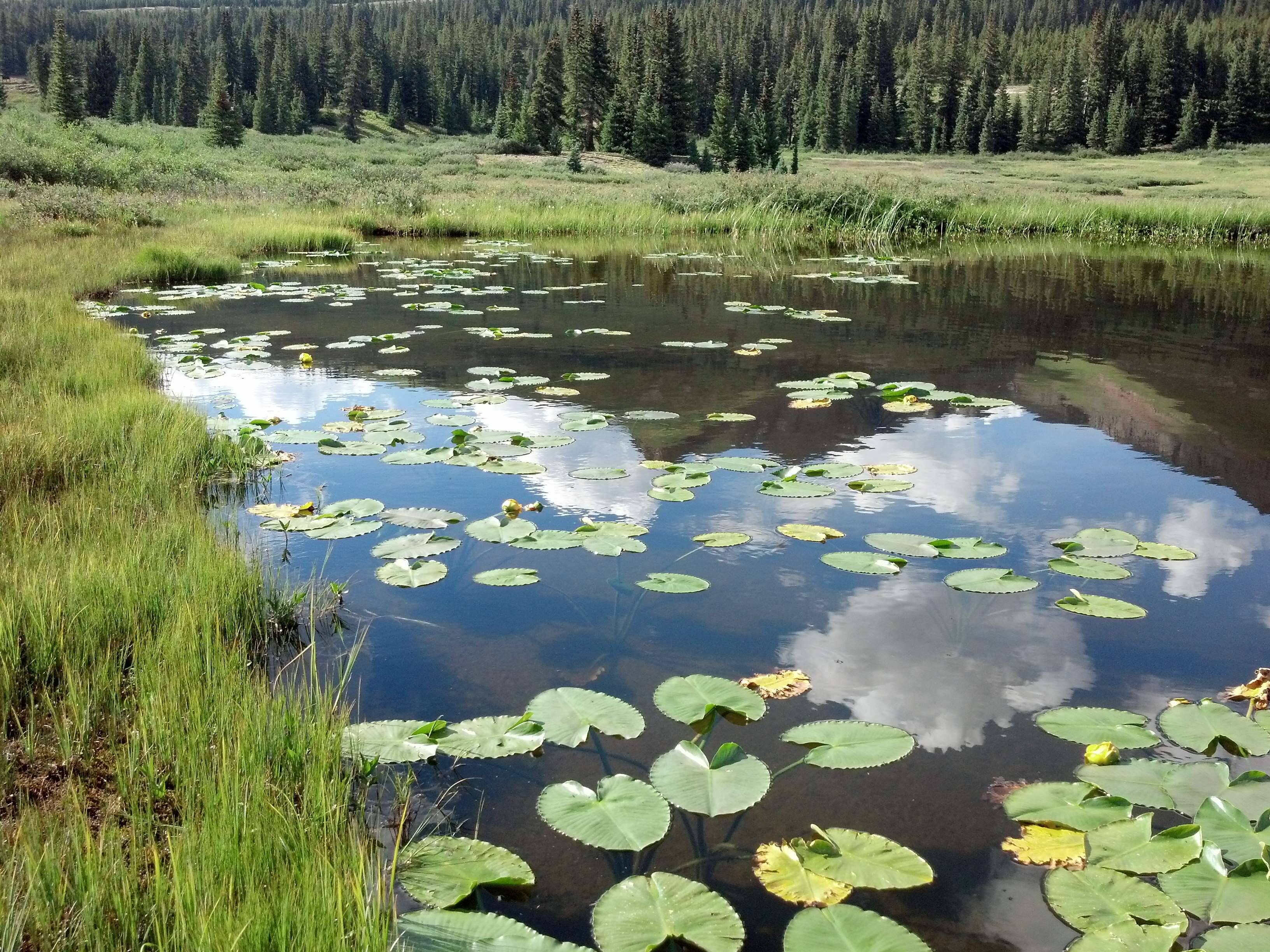 Image of pond-lily