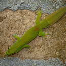 Image de Gecko diurne à queue plate