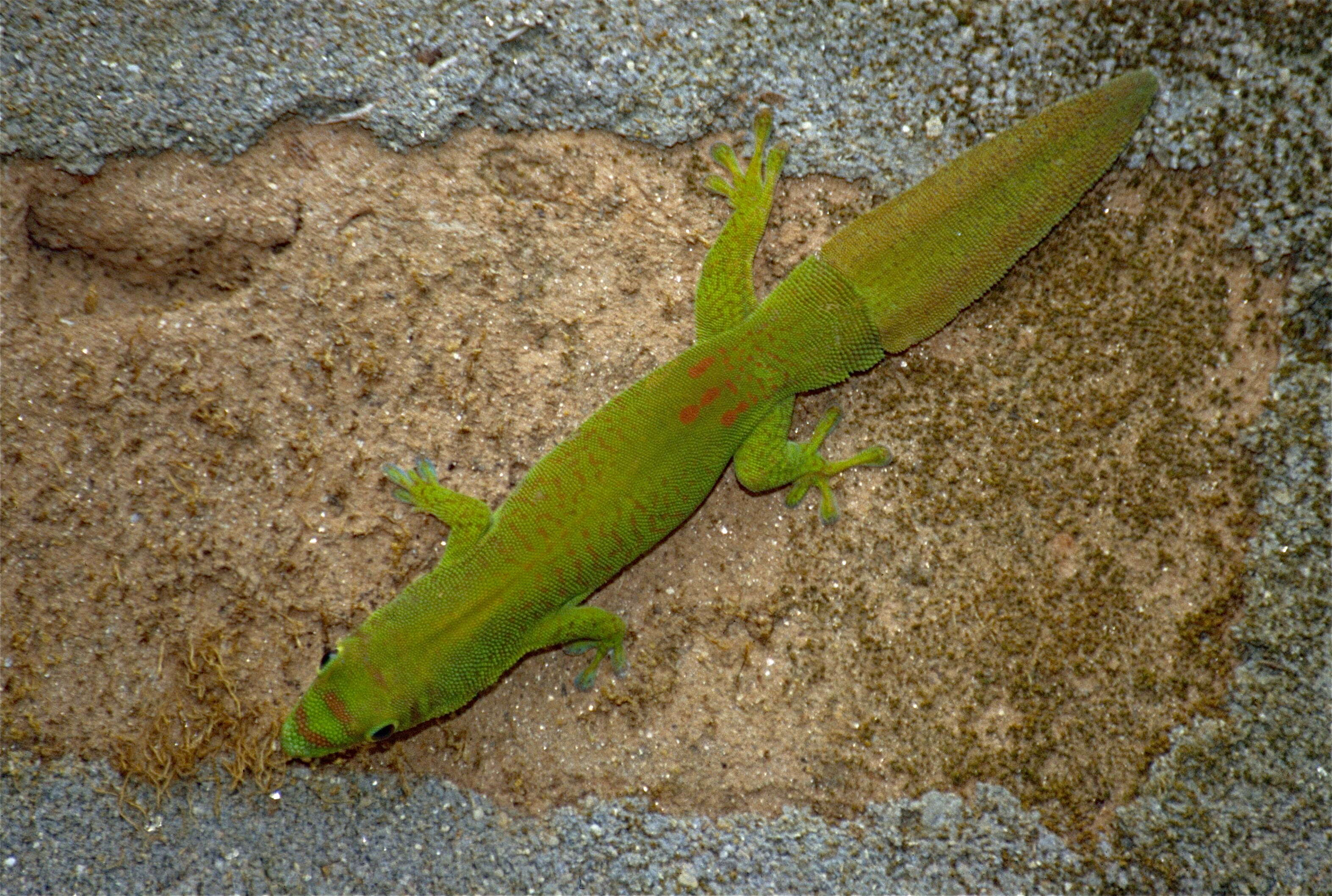 Image of Phelsuma