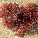 Image of Red algae