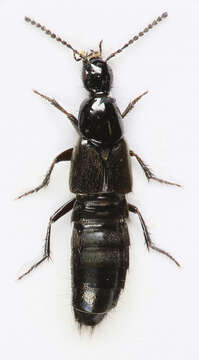 Image of Philonthus (Philonthus) jurgans Tottenham 1937