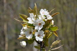 Image of pear