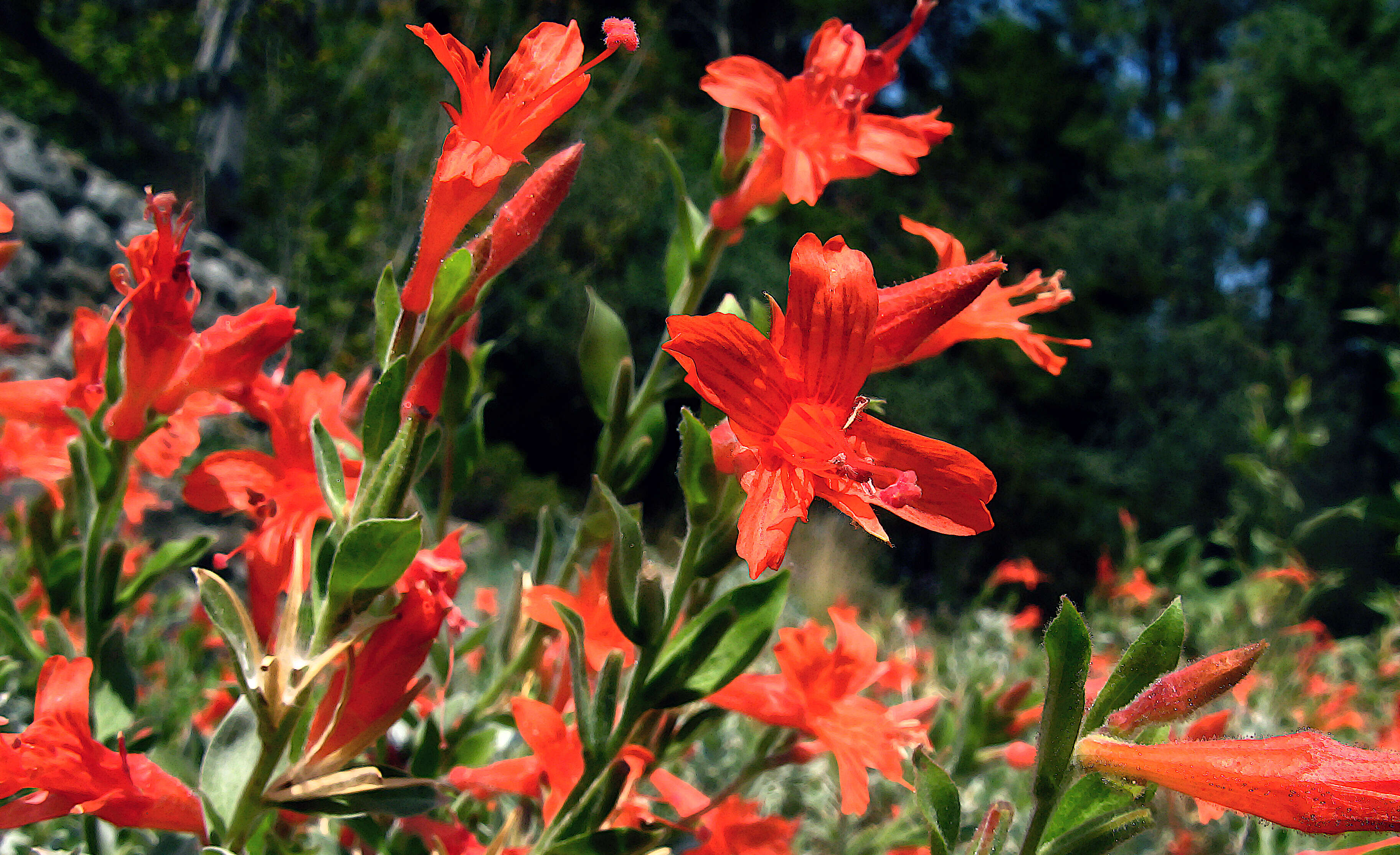 Image of northern willowherb