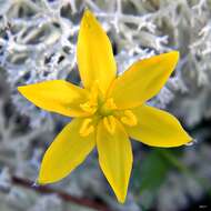 Image of fringed yellow star-grass