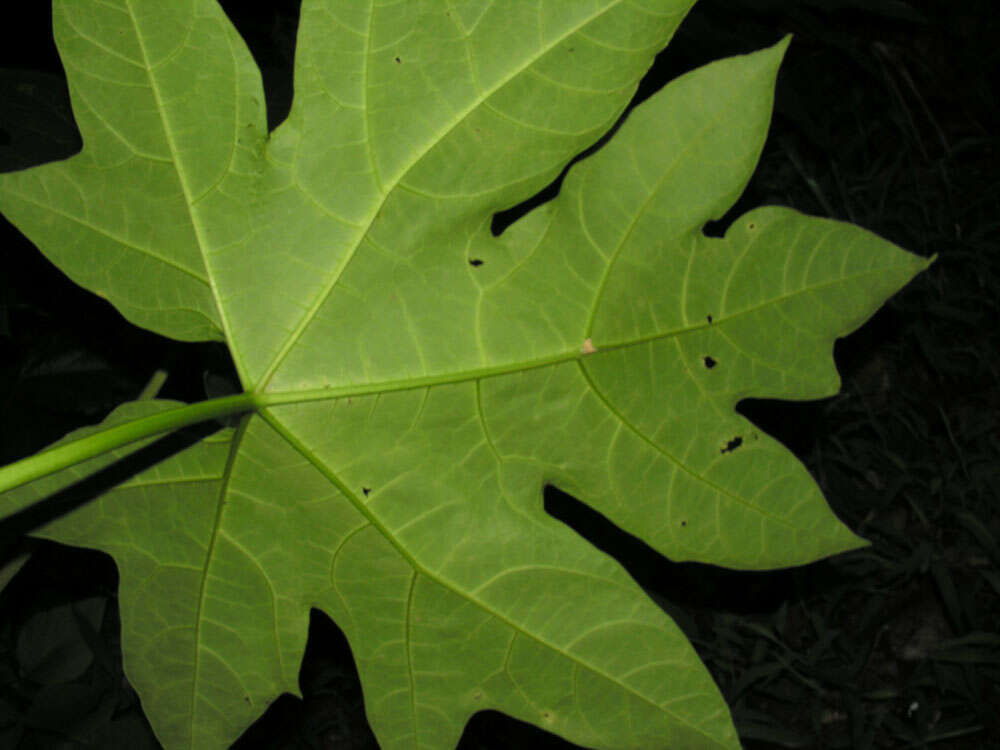 Image of Vasconcellea cauliflora (Jacq.) A. DC.