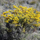 Image of Acacia chapmanii subsp. australis R. S. Cowan & Maslin