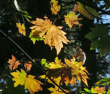 Image of bigleaf maple