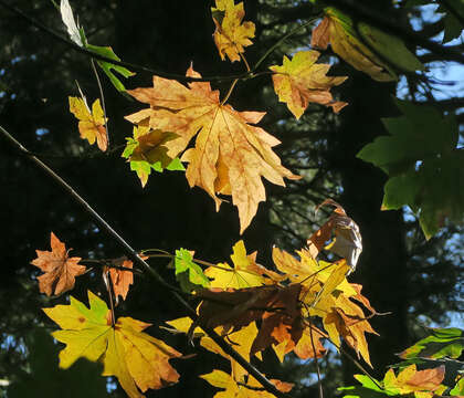 Image of maple