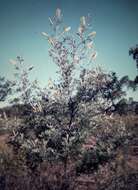 Imagem de Grevillea sessilis C. T. White & Francis