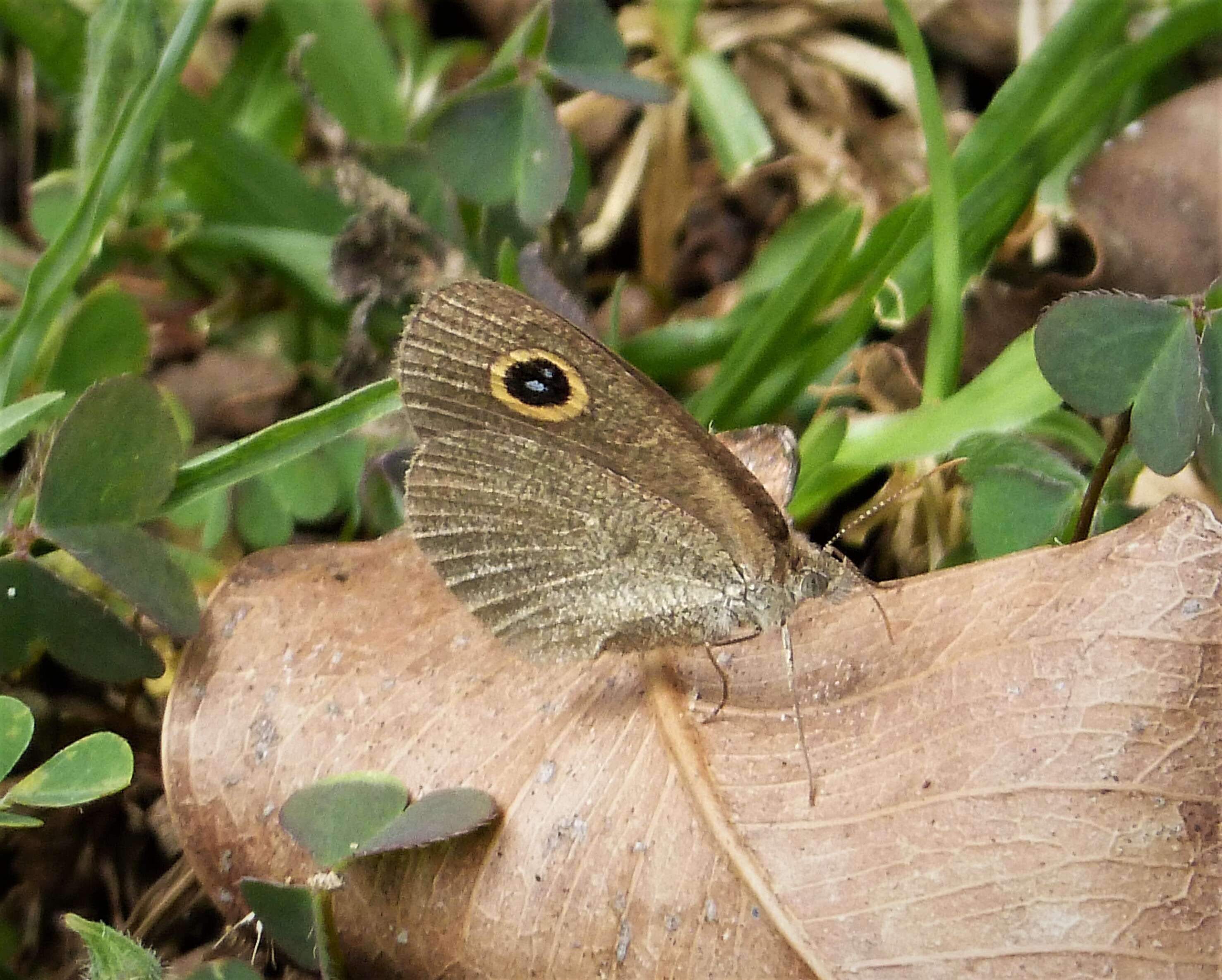 Ypthima arctoa subarctua resmi